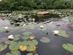 -白马涧龙池景区
