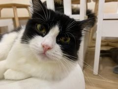 -李小姐の猫咖啡馆(五角场店)