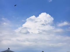 -合肥滨湖国家森林公园