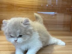 -猫十亿·布偶金渐层·曼基康矮脚猫舍(青年路店)