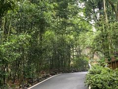 -都江堰中华大熊猫苑