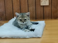 -龟与熊猫宠物公园(南坪店)