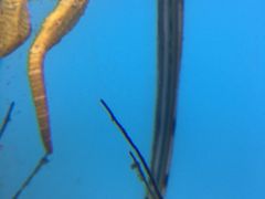 -北戴河圣蓝海洋公园