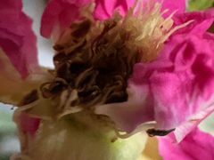 -双季花艺园艺市场(浦东店)