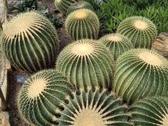 -北京植物园-展览温室