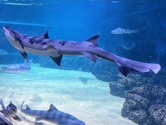 -青岛海底世界-水族馆