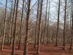 -黄海国家森林公园