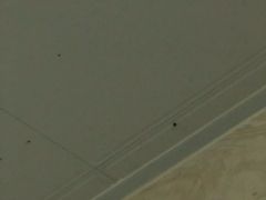 浴室屋顶上的虫。。。-老味道民宿(栈桥店)