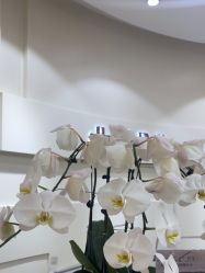 -JUVA欧华医美连锁