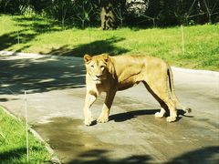 -北京野生动物园