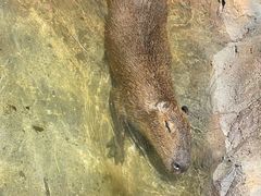 -上海野生动物园