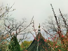 -香雪海