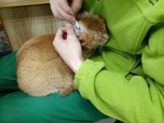 -瑞鹏宠物医院·猫科·宠保定点(梅溪湖分院)