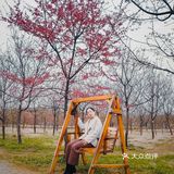 在衡阳打卡日本同款樱花海🌸