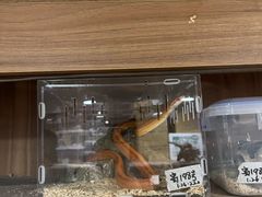 -酷以爬仙阁实体爬宠店·守宫·蜥蜴·专业繁育