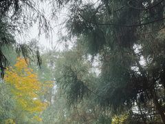 -玉苍山国家森林公园