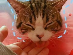 -伟伟宠物医院·CT影像中心·瑞派犬猫综合性门诊(汉口总院)