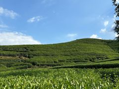 -龙坞茶村