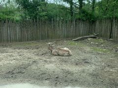 -上海野生动物园