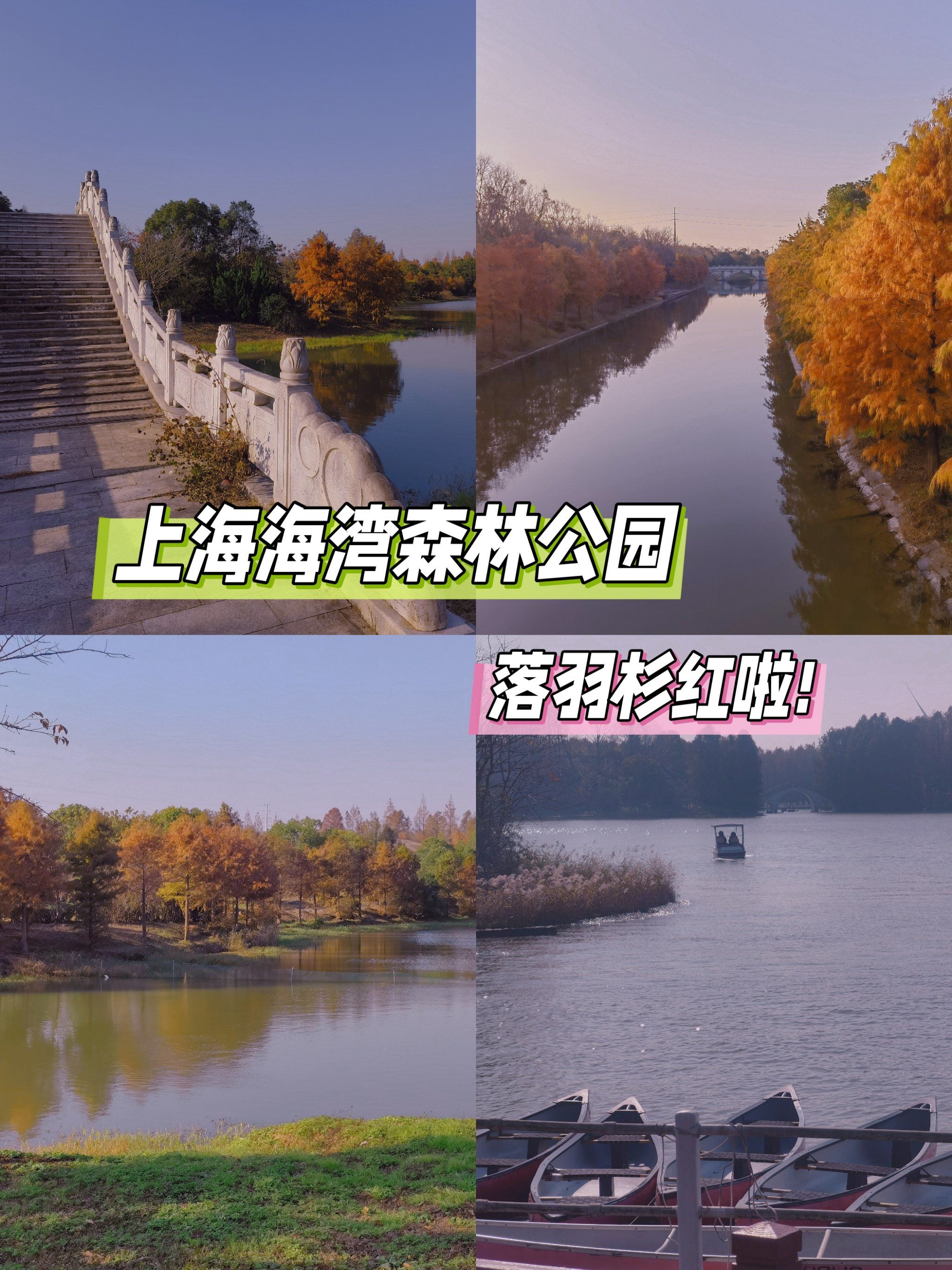 落羽杉红了‼️ 上海海湾森林公园攻略🍂