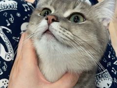 -袖虎·猫馆(体育西路店)