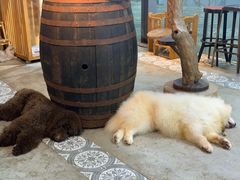 -more than meow吴止猫主题餐厅(承德 中船汇店)