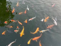 -大门水乡·顺德菜