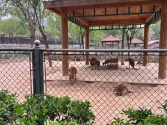 -石家庄市动物园