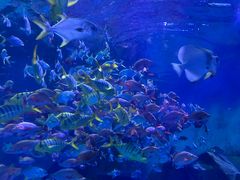 -泉城欧乐堡海洋极地世界