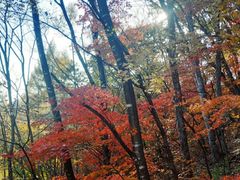 -天女山森林公园