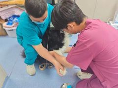 -宠颐生美多格动物医院骨科·影像科新北转诊中心(汉江路店)
