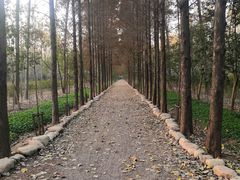 -合肥滨湖国家森林公园