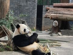 -都江堰中华大熊猫苑