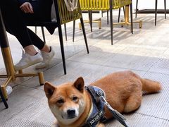 -the rug 飞毯 (朝阳公园店)