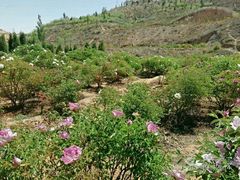 -洛阳白云山景区