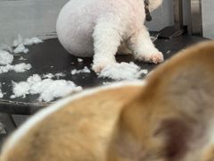 -宠福鑫康馨动物医院·骨科·眼科