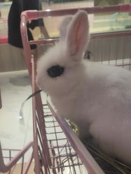 -Moni星球萌宠·小马宝莉·灵蛇·高端高阶全萌宠互动体验俱乐部(红豆国际广场店)