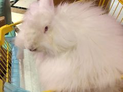 -猫色咖啡·猫咖