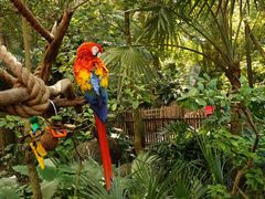 -奥兰多迪士尼动物王国乐园