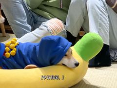 -逗柴咖啡屋·狗咖猫咖宠物桌游
