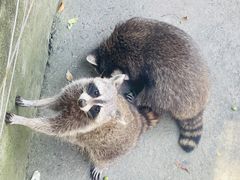 -常州淹城野生动物世界