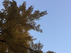 -三里屯东五街银杏大道