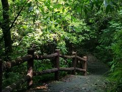 -铁山坪森林公园