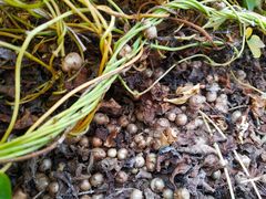 -解家河南菜(商鼎路店)