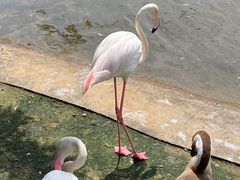 -吉隆坡雀鸟公园