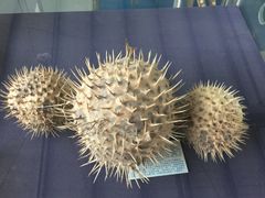 -上海海洋大学鱼文化博物馆(军工路校区)
