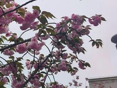 -嘉定紫藤园
