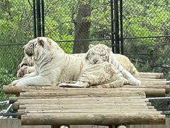 -北京野生动物园