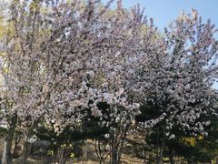 -大兴滨河森林公园