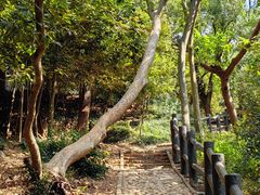 -上海佘山国家森林公园天马山园